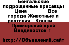 Бенгальские подрощенные красавцы. › Цена ­ 20 000 - Все города Животные и растения » Кошки   . Приморский край,Владивосток г.